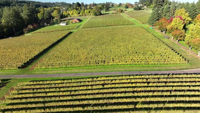 An Aerial View Reveals The Lush Greenery Of A Vineyard, With Neat Rows Carving Patterns Into The Fertile Landscape, Framed By Autumnal Woods. - Sherwood, Oregon