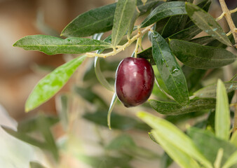 Ripe black olive with water drops in natural surrounding. Bursa. Turkey