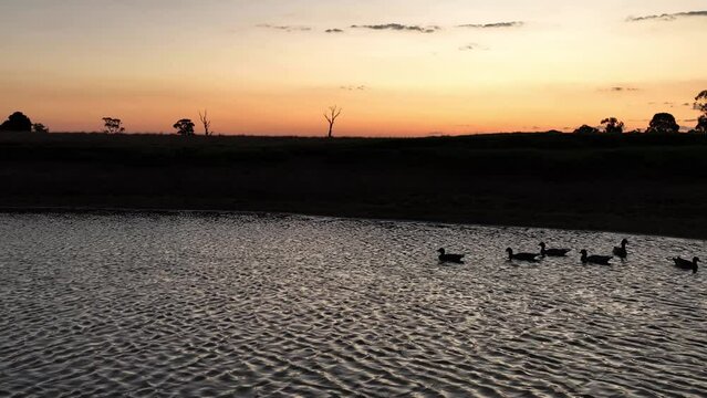 Sunset drone ducks on a pond