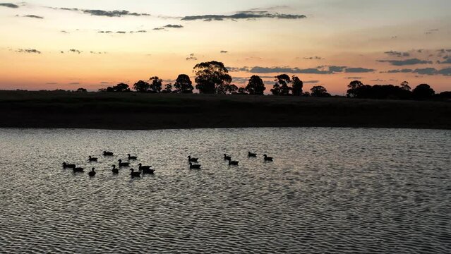 Sunset ducks floating on pond
