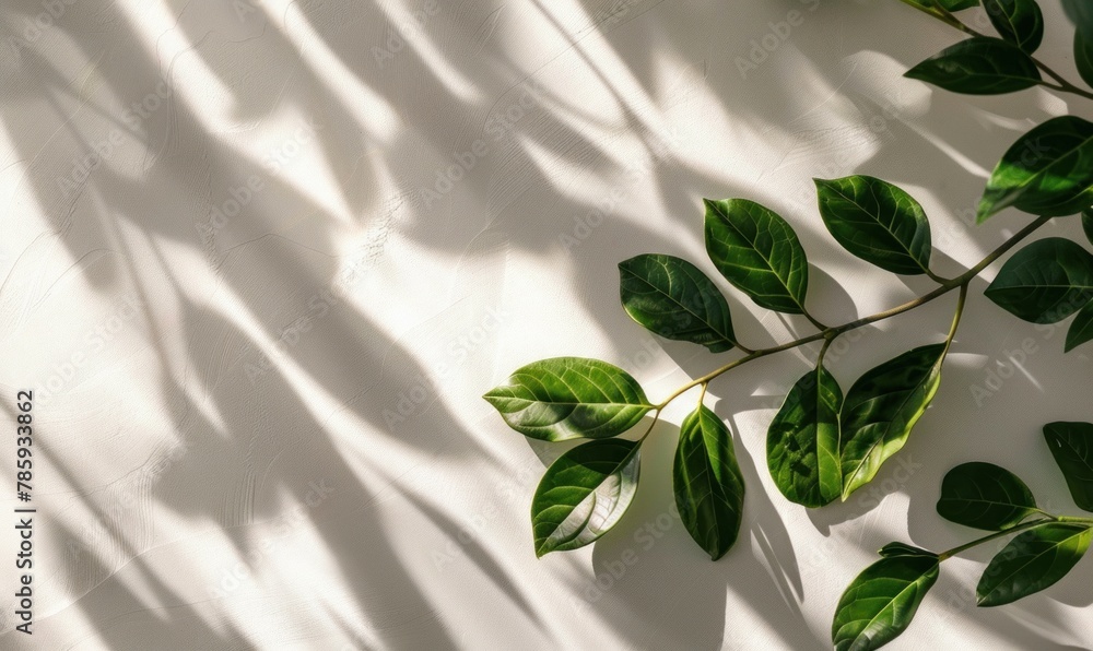 Poster a captivating blend of foliage and shadow on a cement surface, offering a versatile backdrop for tex