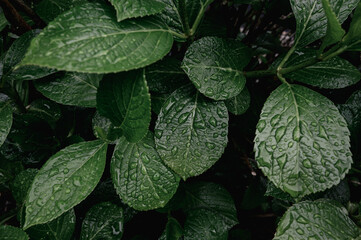 濃緑色の葉と雨粒のマクロ写真