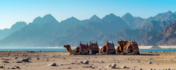  camels resting in desert with majestic mountain range in the distance © Michal
