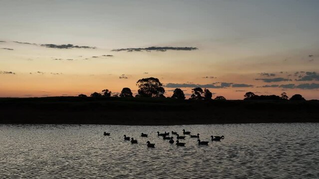 Ducks swimming on pond at sunset