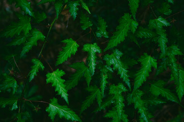繁茂する緑の葉の背景テクスチャ