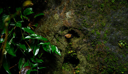 Meghalaya's Monsoon Magic: Living Bridges, Milky Way, Waterfalls, Flora and Fauna