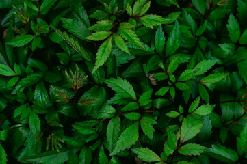 繁茂する緑の葉の背景テクスチャ