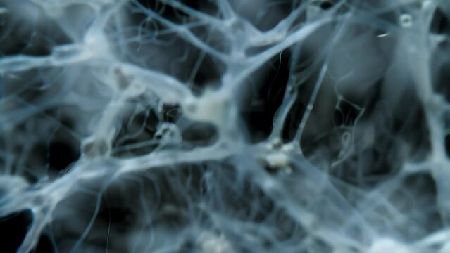 An intricate web of thin threadlike nematodes can be seen under the microscope crawling through the vast expanse of soil particles. . AI generation.