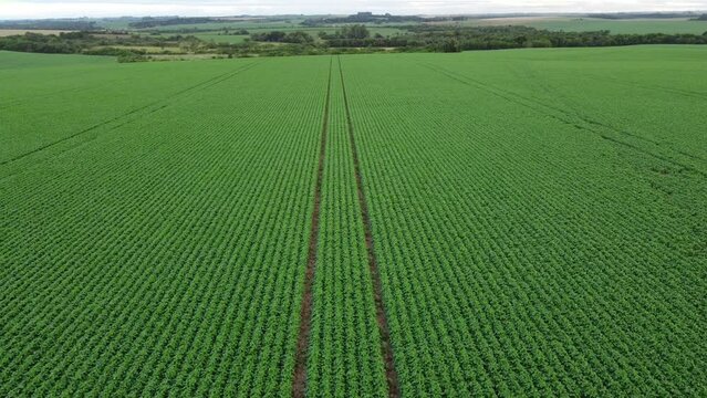 Soybeans fields in Brazil. Real farm in the interior of Mato Grosso. Aerial image.