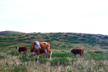 The cattle are eating grass on the grassland