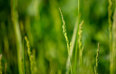 Green ears of grass on the grass in spring. Close-up