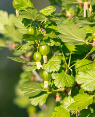 Small gooseberry fruits in spring. Close-up