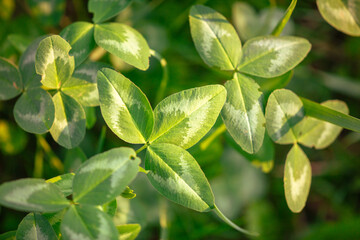 Small green leaves of clover in spring. Close-up