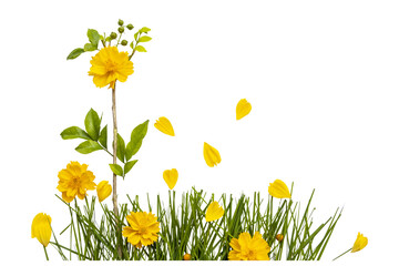 yellow flower cosmos with grass arrangement flat lay style 