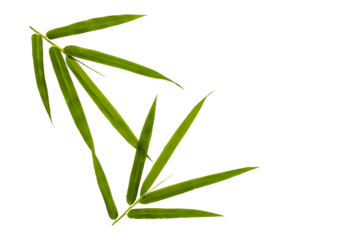 bamboo leaf arrangement flat lay style 