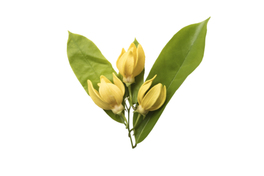 yellow flowers ylang ylang local flora of asia arrangement flat lay postcard style 