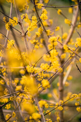 Cornus mas yellow flowers in the garden
