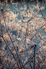 frozen dry fennel stalks in garden