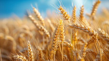 a detailed close-up of ripened wheat ears, highlighted by the soft golden hues of sunlight