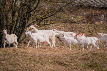 Group of white goats on the farm. Goat in the pasture.