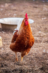  Rooster on a farm. Rooster on the farm.