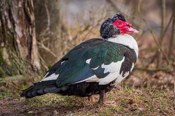 ducks on the organic farm