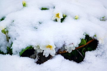 white flowers under spring snow - obrazy, fototapety, plakaty