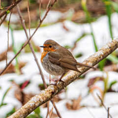 The european robin on the branch