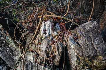 Jungle trees with large vines liana plant climbing and twisted around on tree trunks.