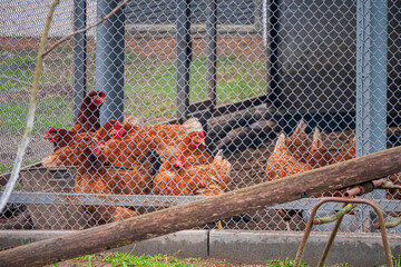 chickens or hens inside a chicken coop or hen house seen through chicken wire. - obrazy, fototapety, plakaty