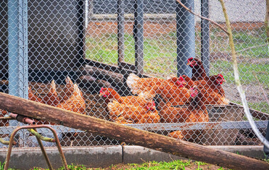 chickens or hens inside a chicken coop or hen house seen through chicken wire. © Maksim Shebeko