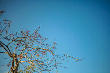 Dry tree with cloudy sky. Nature background.