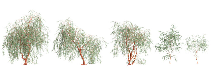3d illustration of set Eucalyptus caesia tree isolated on transparent background - obrazy, fototapety, plakaty