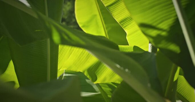 Banana Plant, Musaceae. Close-up View On Tropical Banana Leaf In Summer Sunny Day. Large Palm Foliage Nature. Environment Conservation, Change Season Summer Concept. Concept Of Green Nature Background