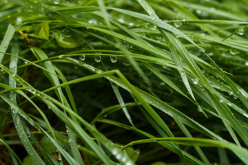 dew on grass