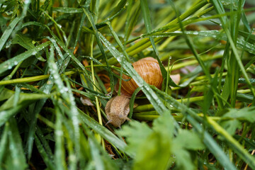 snail on a green leaf