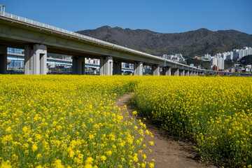 4월 봄의 유채꽃이 피어있는 한국의 들판 풍경