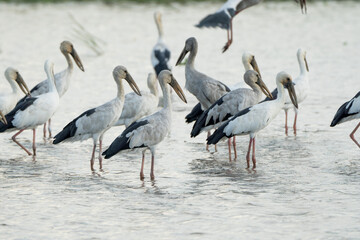 Birds perch and wait for food during the day