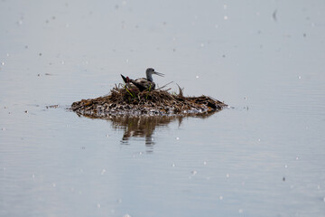 Candlefoot birds hatching eggs It's in a nest made of grass