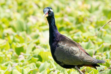 Birds perch and wait for food during the day