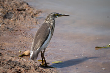 Birds perch and wait for food during the day