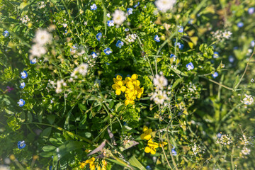 4월 봄의 들판에 야생화가 피어있는 클로즈업 사진