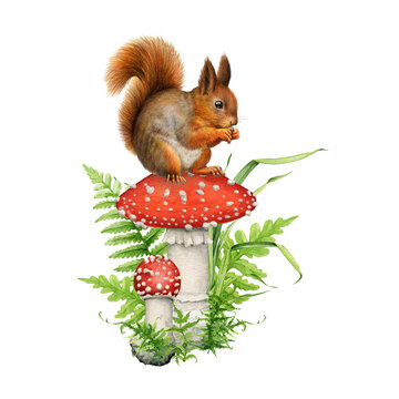 Cute squirrel sitting on the mushroom. Watercolor illustration. Hand painted funny fluffy forest animal. Red squirrel on the mushroom wildlife nature scene. Cute natural decoration. White background