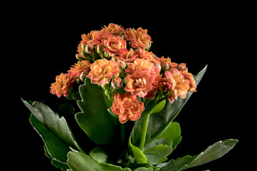 Orange kalanchoe flowers on a black background