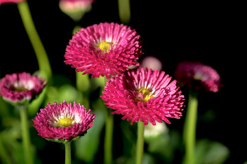 Fototapeta premium Daisy red Bellis flowers on a black background