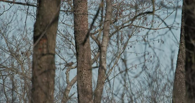 slow motion footage. Eurasian jay bird takes off from a branch. Eurasian jay - Garrulus glandarius - is a species of passerine bird in the crow family Corvidae. The Eurasian jay is a woodland bird