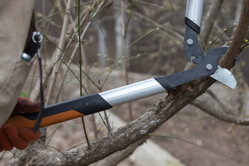 Man pruning trees in the garden. Spring. Close up view.