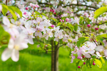 Apfelblüte im Frühling - 785956627