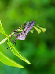 Close-up of an insect perched upside down on a wild plant.