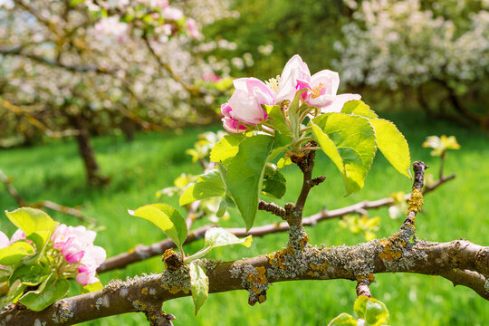Apfelblüte auf einer Obstwiese im Frühling